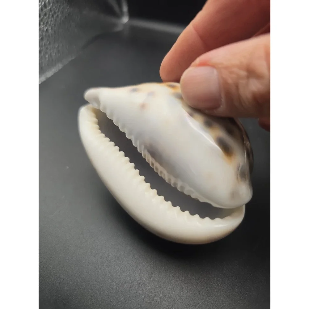 Tiger Cowrie Cypraea Tigris Leopard Pattern Seashell 3 & 3.5 Inches Shells